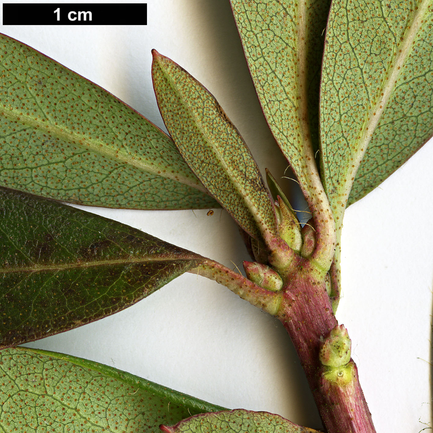 High resolution image: Family: Ericaceae - Genus: Rhododendron - Taxon: yunnanense